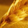 Род пшенице око 1,9 милиона тона