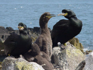 Пластика угрожава морске птице