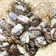 Prvi masovni pomor školjke periske u Jadranu