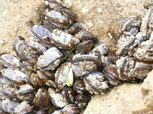 Prvi masovni pomor školjke periske u Jadranu