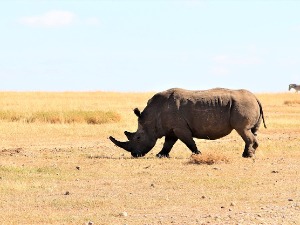 Ако нисам добар човек, бићу много бољи носорог – о музици, људима и животињама 2021. године