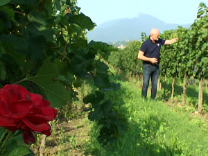 Novi vinogradi u Toplici