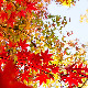 Običaj posmatranja jesenjeg lišća duboko je utkan u japansku kulturu