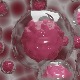 Трансплантација матичних ћелија