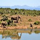 Слонови као шумари заштитници – како нас чувају од климатских промена