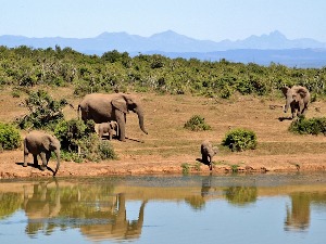 Slonovi kao šumari zaštitnici – kako nas čuvaju od klimatskih promena