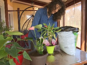 Proleće je idealno vreme da presadite sobne biljke