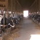 Nestabilan lanac proizvodnje mleka