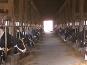 Нестабилан ланац производње млека
