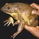 Kako je najveća žaba na svetu postala ugrožena vrsta