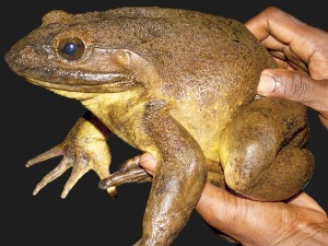 Kako je najveća žaba na svetu postala ugrožena vrsta