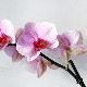 Орхидеја може бити под стресом – како је сачувати 