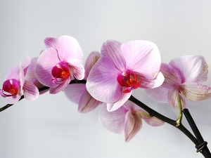 Орхидеја може бити под стресом – како је сачувати 