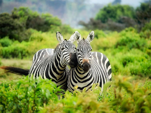 Sada znamo od čega zebru štite crno-bele pruge 