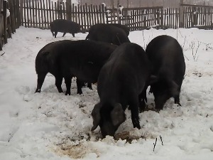 Које су све предности узгајања аутохтоне расе свиња 