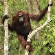 Oči u oči sa orangutanom u džungli Bornea