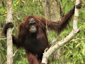 Oči u oči sa orangutanom u džungli Bornea