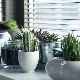 Да ли украсне биљке могу да пречисте ваздух у домовима и заштите од зрачења