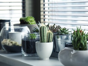 Da li ukrasne biljke mogu da prečiste vazduh u domovima i zaštite od zračenja
