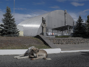 Naučnici otkrili da su psi lutalice u Černobilju „genetski različiti“ 40 godina posle havarije