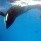 Krvavi pir – dve orke u jednom „hranjenju“ ubile 17 ajkula