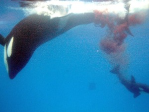 Krvavi pir – dve orke u jednom „hranjenju“ ubile 17 ajkula
