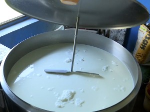 Država neće dozvoliti da se mleko prosipa, stočarima veće subvencije