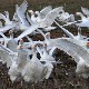 Ptičiji grip otkriven i na jugoistoku i severu Mađarske