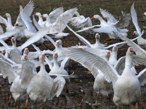 Ptičiji grip otkriven i na jugoistoku i severu Mađarske